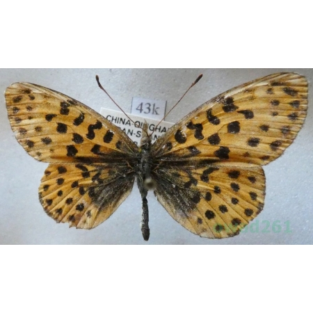 Boloria gong (Oberthür, 1884) male China43k